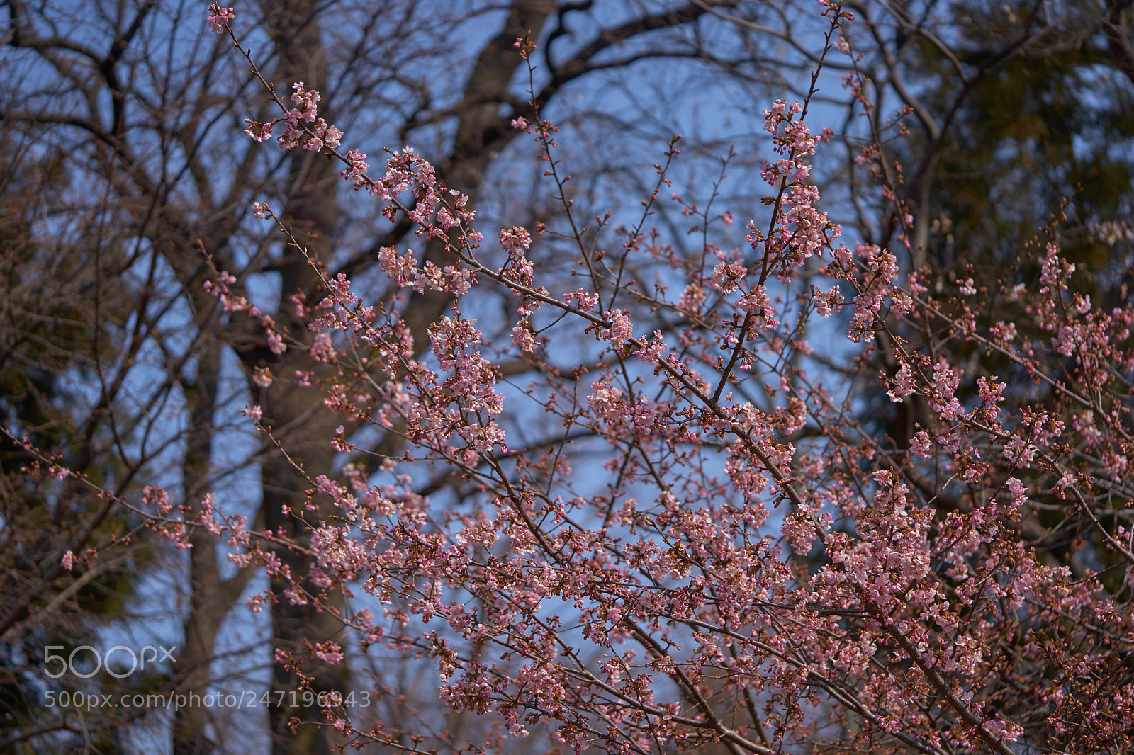 Sony a7 sample photo. Flowers 6151 photography