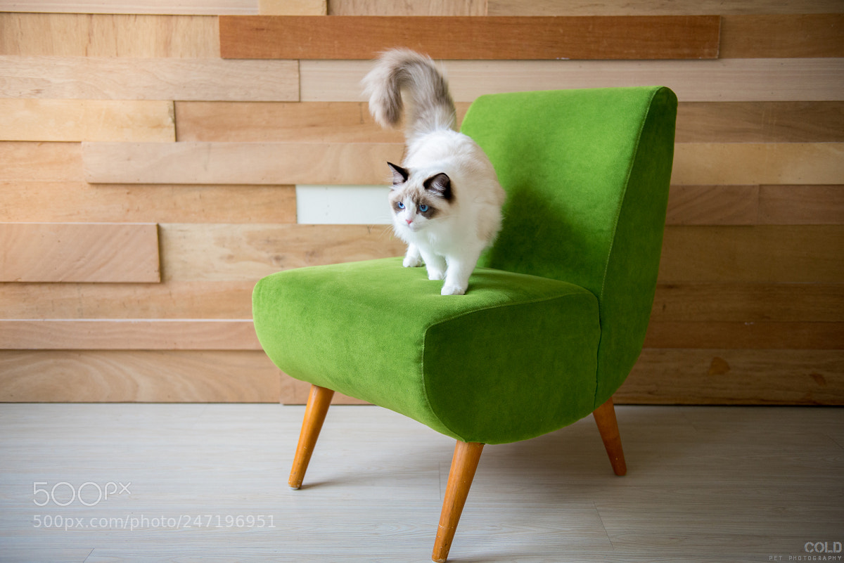 Nikon D610 sample photo. Beauty feliscatus take shoot photography