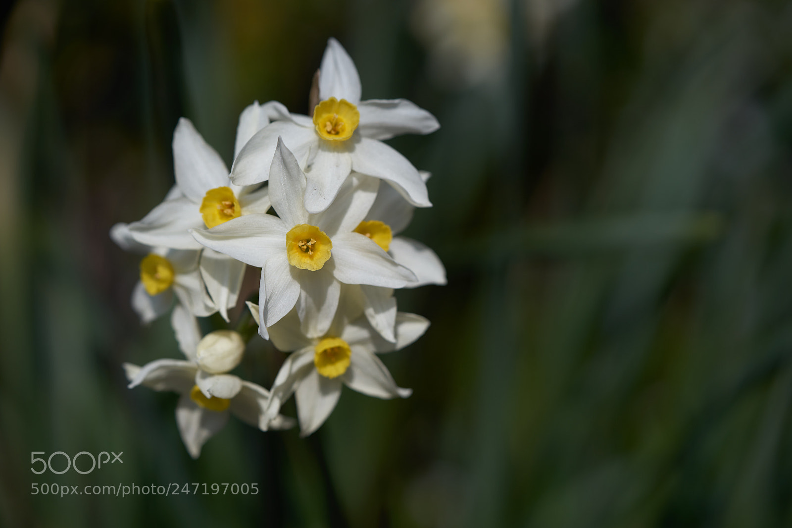Sony a7 sample photo. Flowers 6152 photography