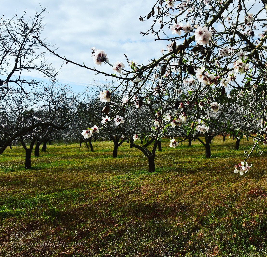 Nikon D7200 sample photo. Untitled photography