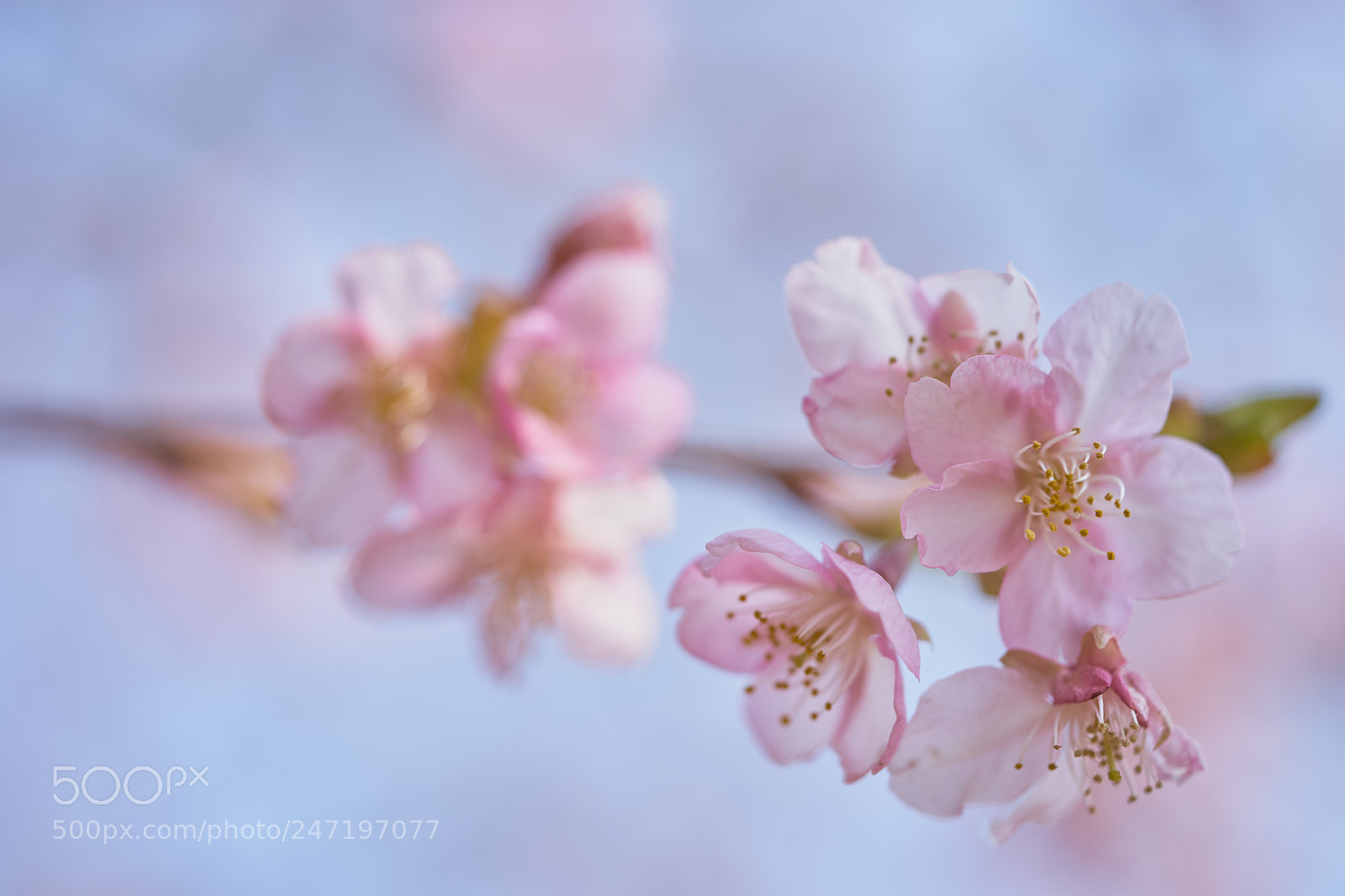 Sony a7 sample photo. Flowers 6153 photography