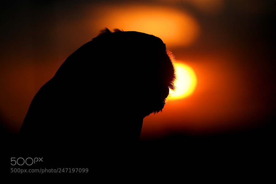 Canon EOS-1Ds Mark II sample photo. Barn owl sunrise photography