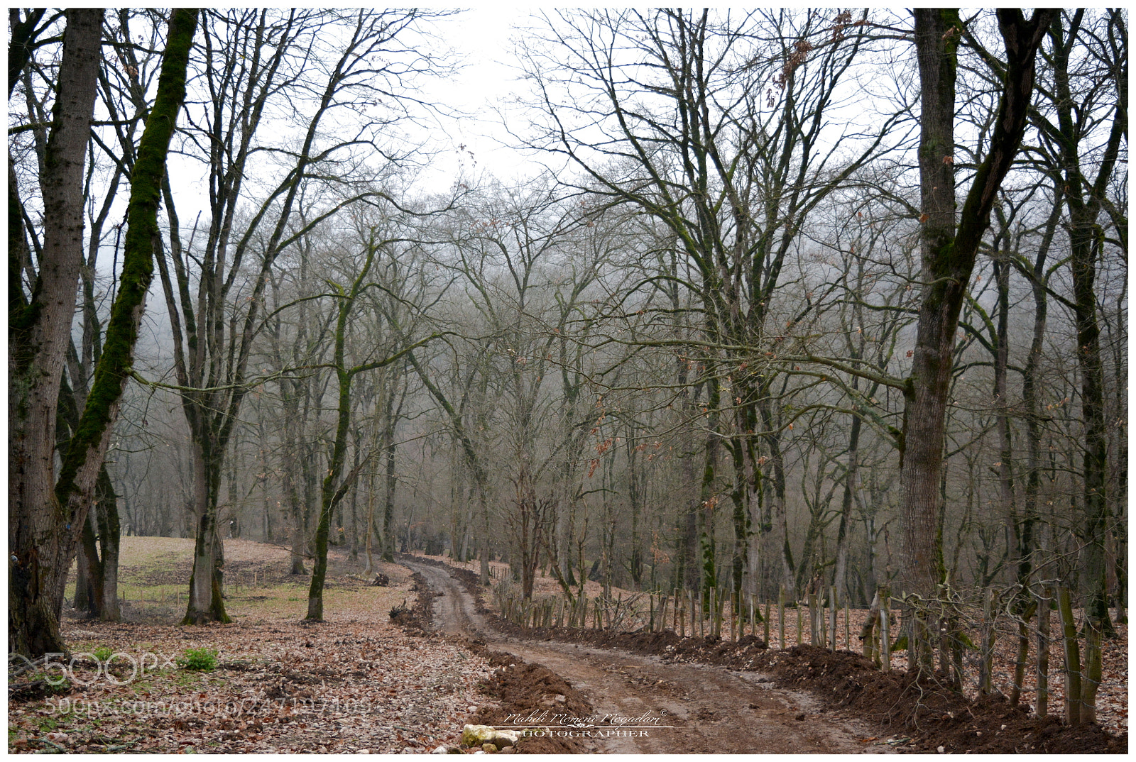 Nikon D5200 sample photo. In forest photography