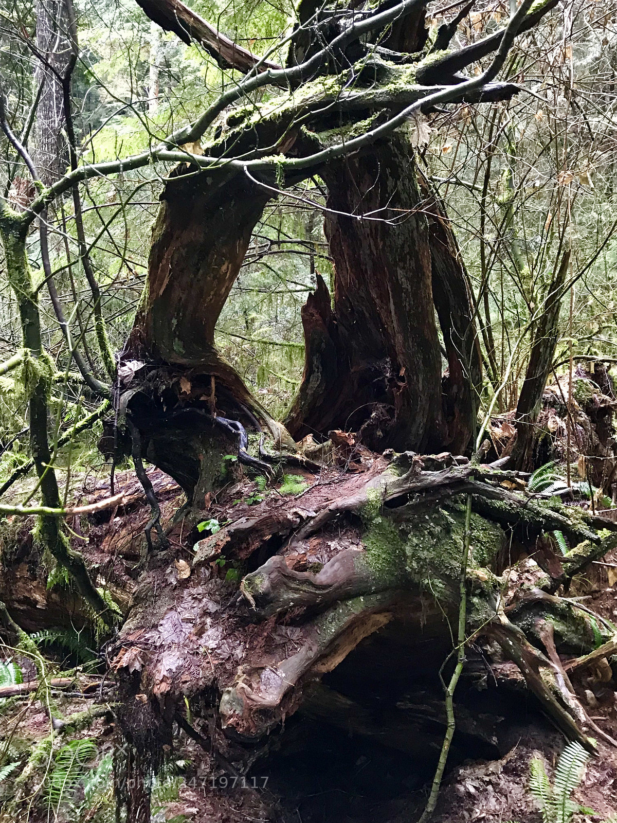 Apple iPhone 7 sample photo. North vancouver photography