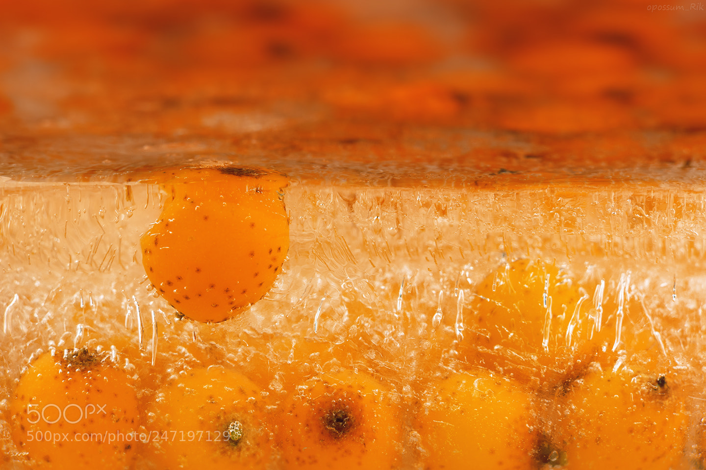 Panasonic Lumix DMC-FZ1000 sample photo. Sea buckthorn in ice photography