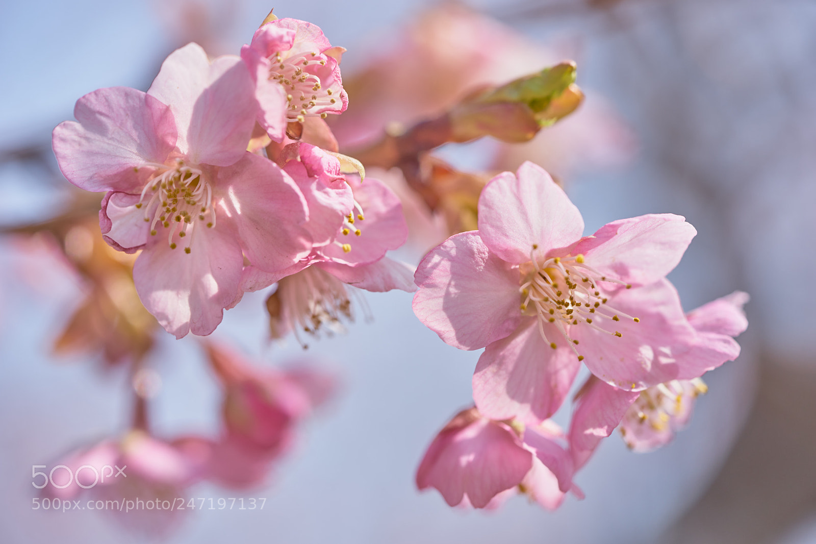 Sony a7 sample photo. Flowers 6154 photography