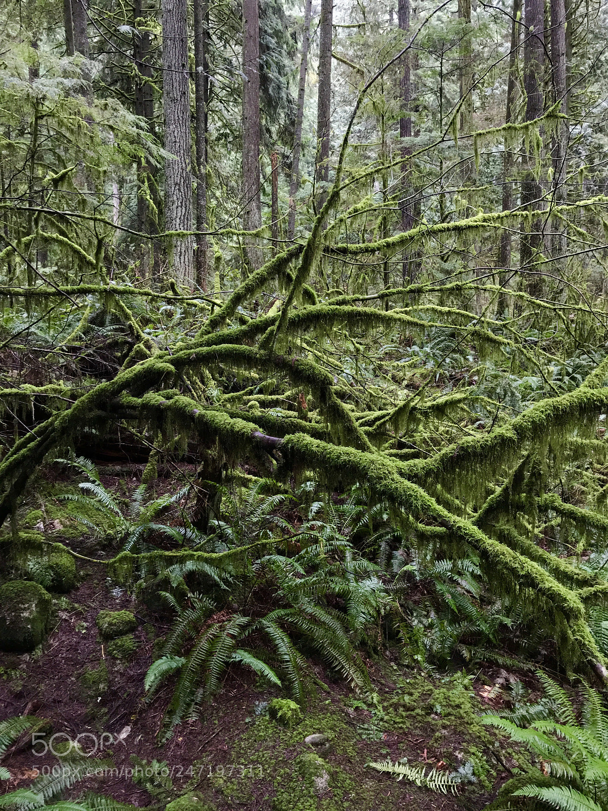 Apple iPhone 7 sample photo. North vancouver photography