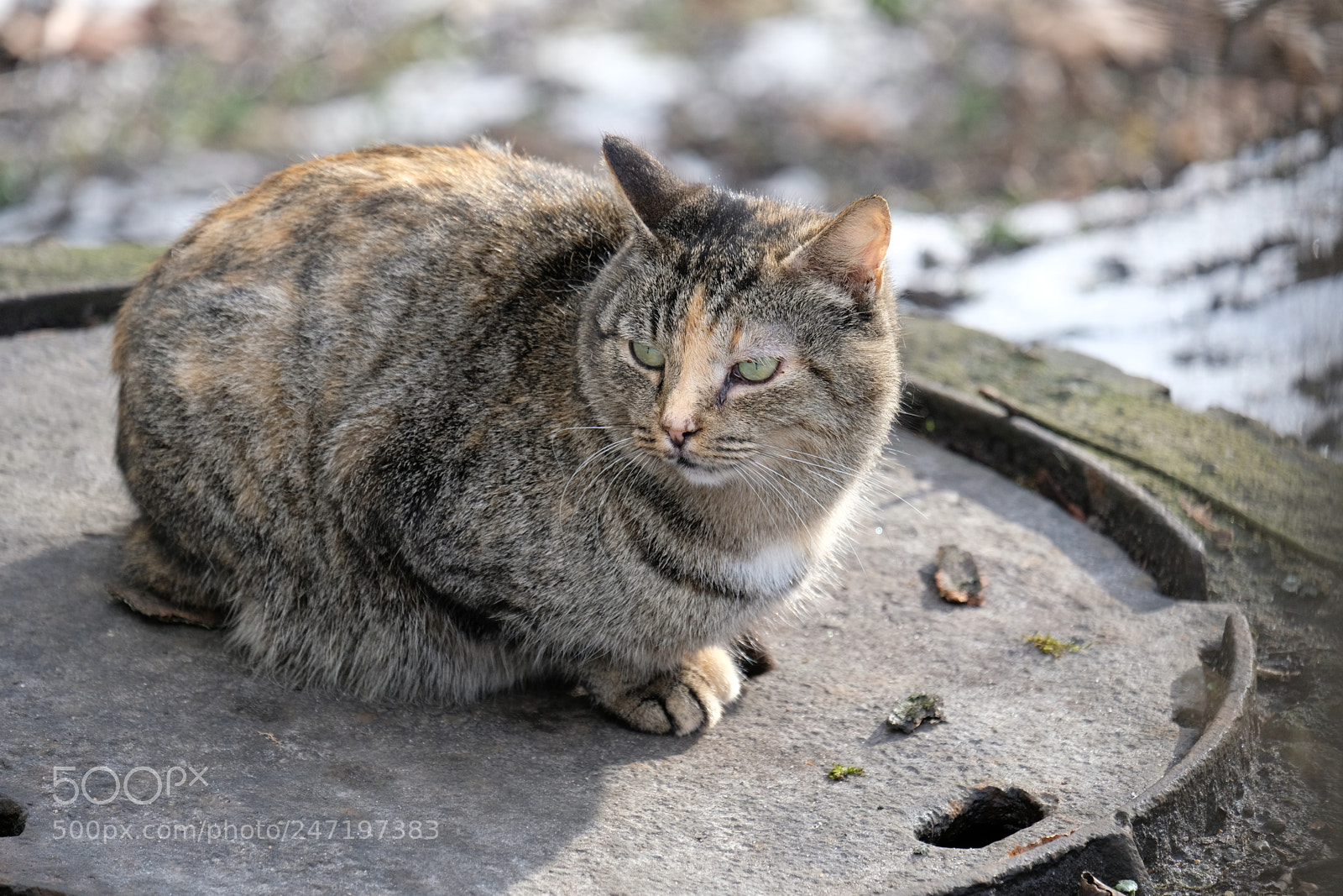 Fujifilm X-T20 sample photo. Homeless cat photography