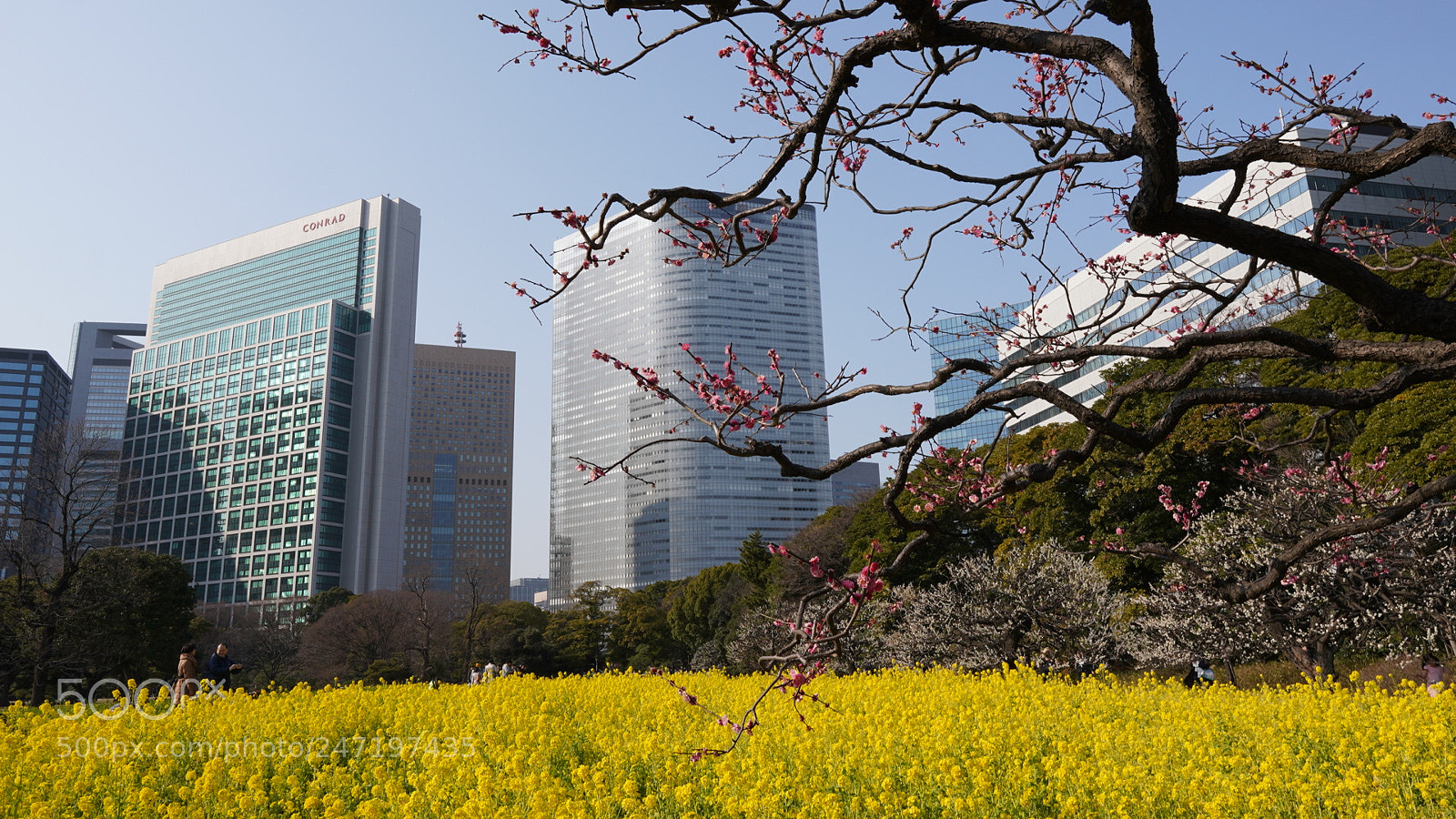 Sony a7R III sample photo. Collaboration of plum field photography