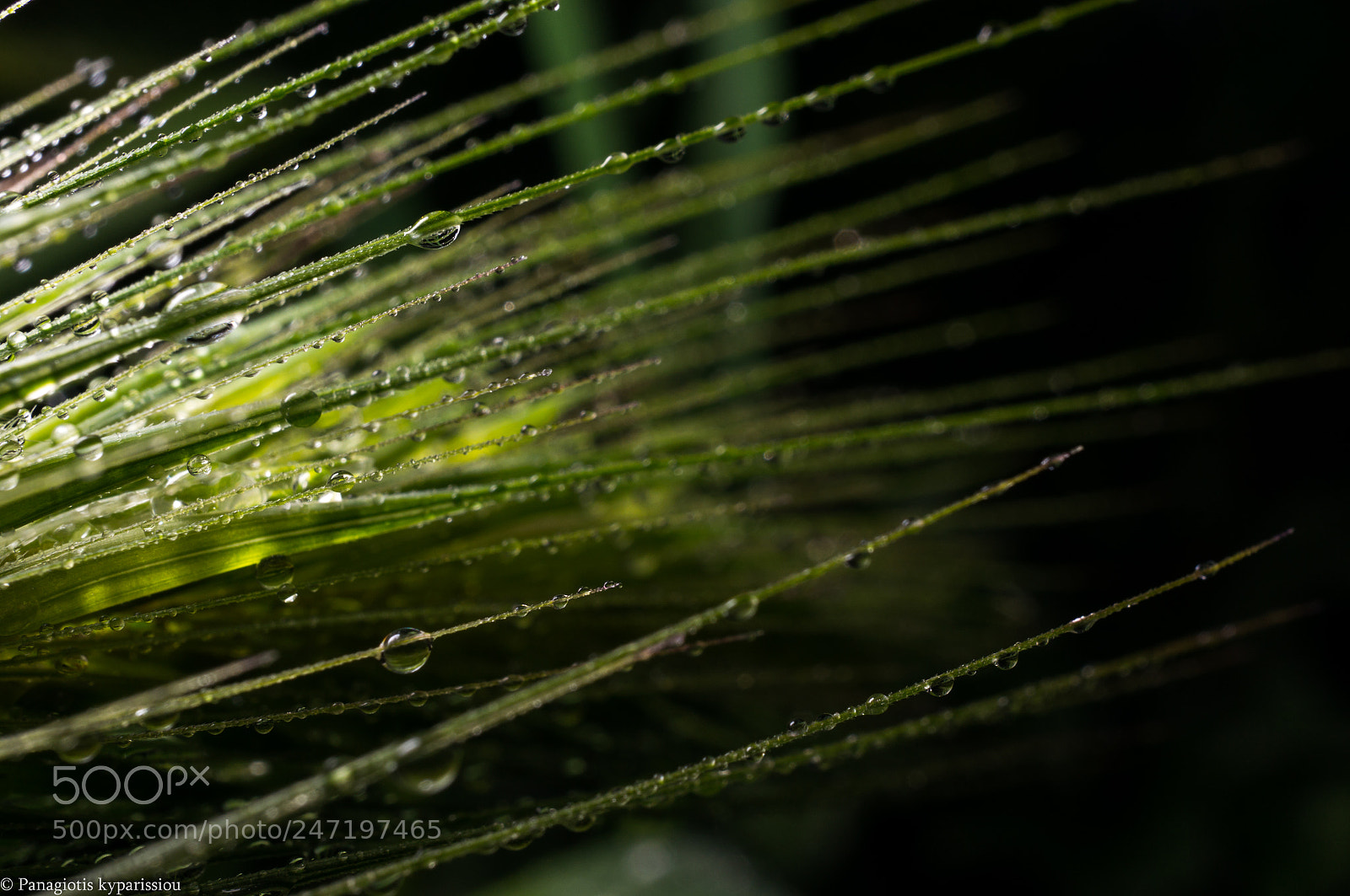 Sony Alpha NEX-6 sample photo. Morning touch photography