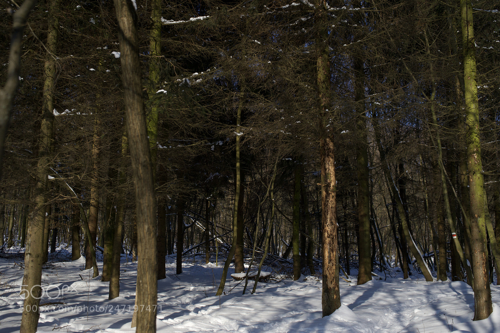 Sony a7 sample photo. Lost forest photography