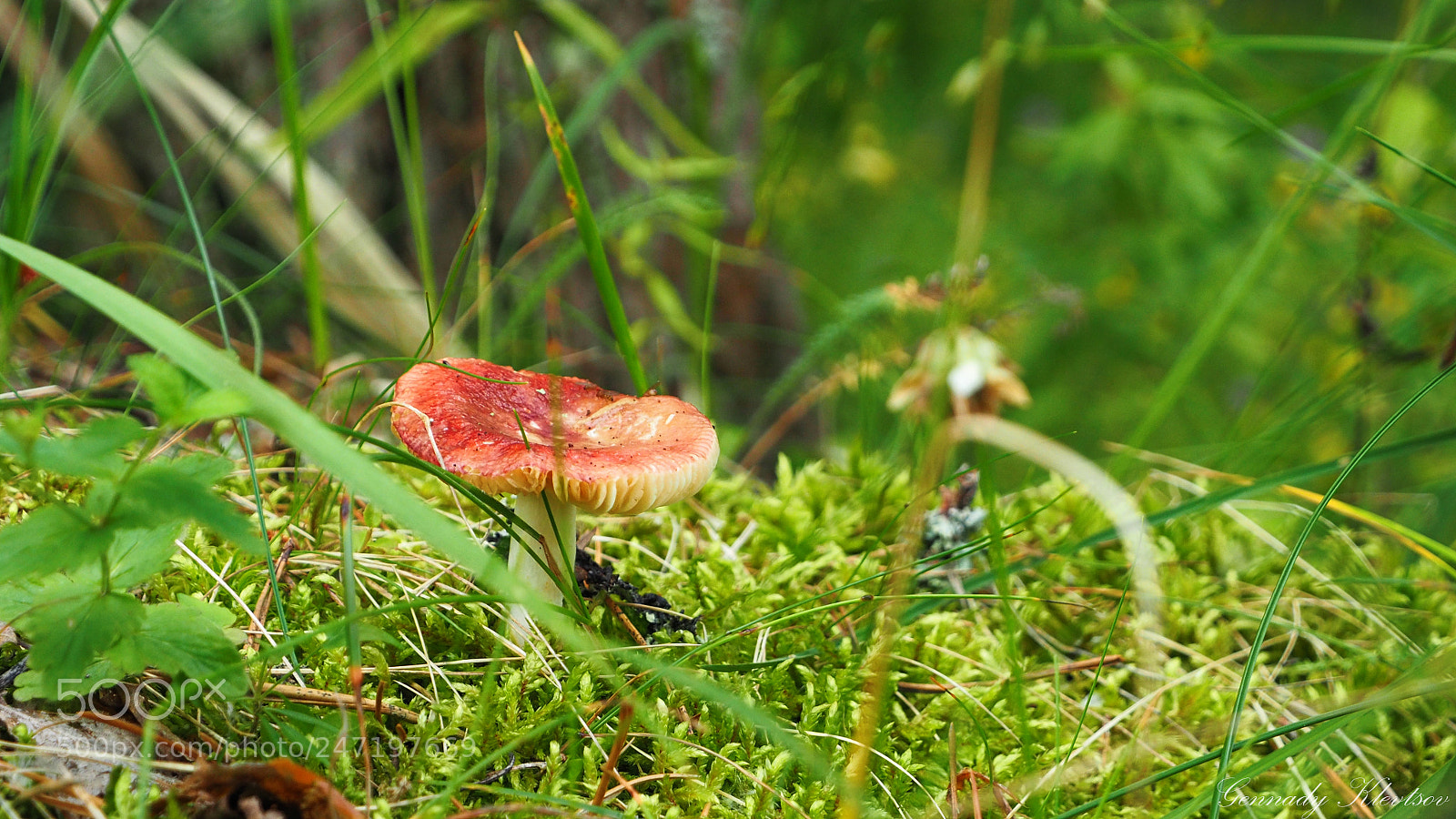Olympus OM-D E-M5 II sample photo. Mushroom photography