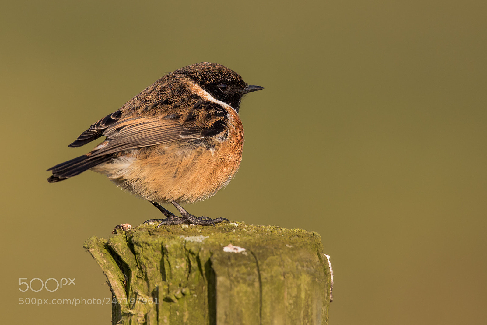 Canon EOS 7D Mark II sample photo. Stonechat in evening light photography