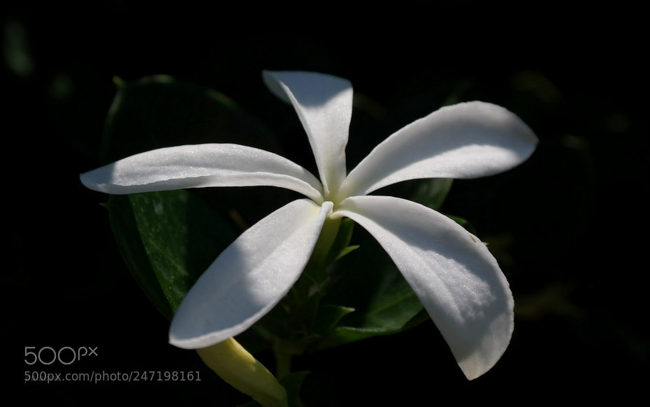Samsung NX30 sample photo. ... photography