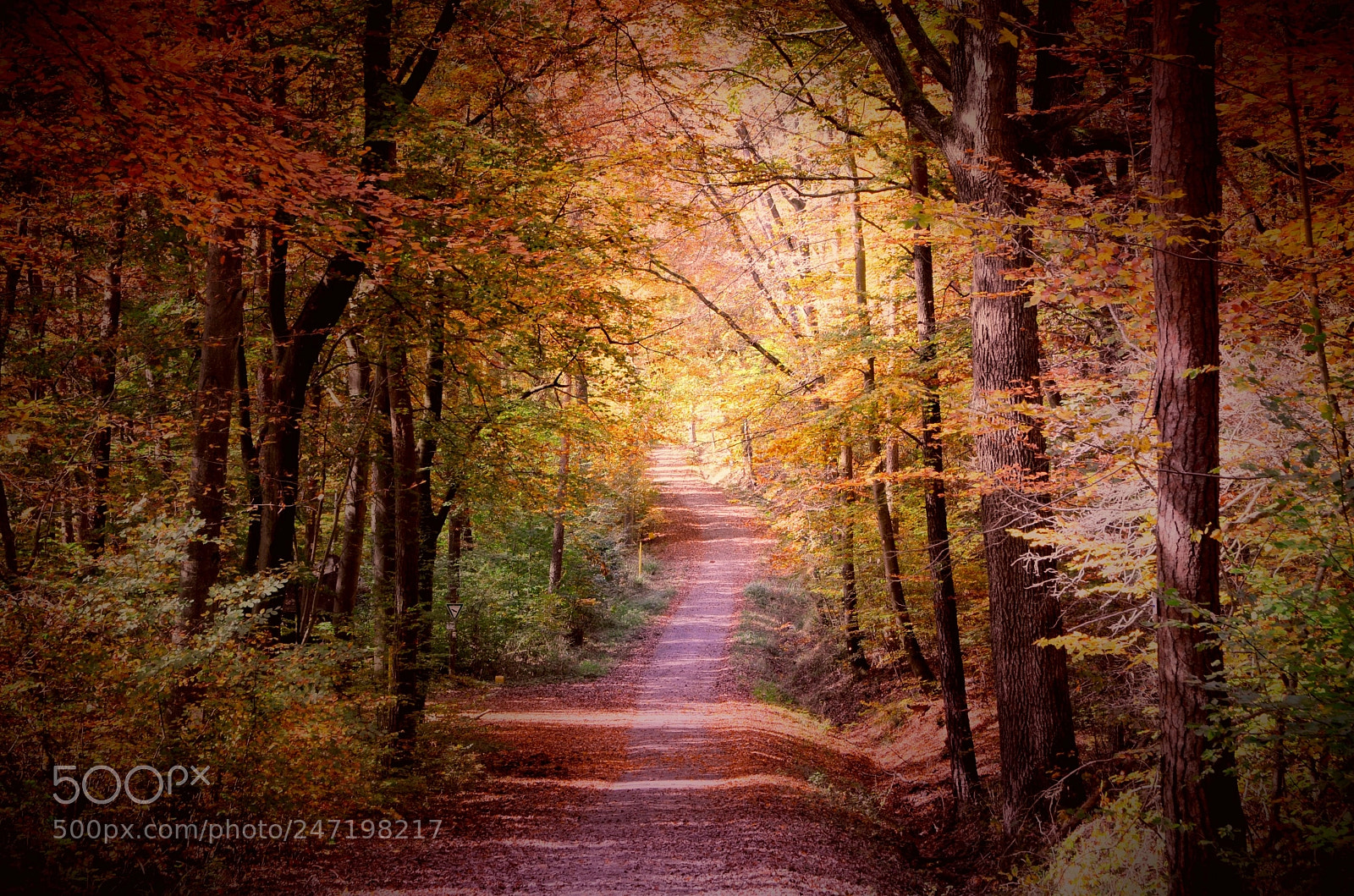 Nikon D5100 sample photo. Path through the woods photography