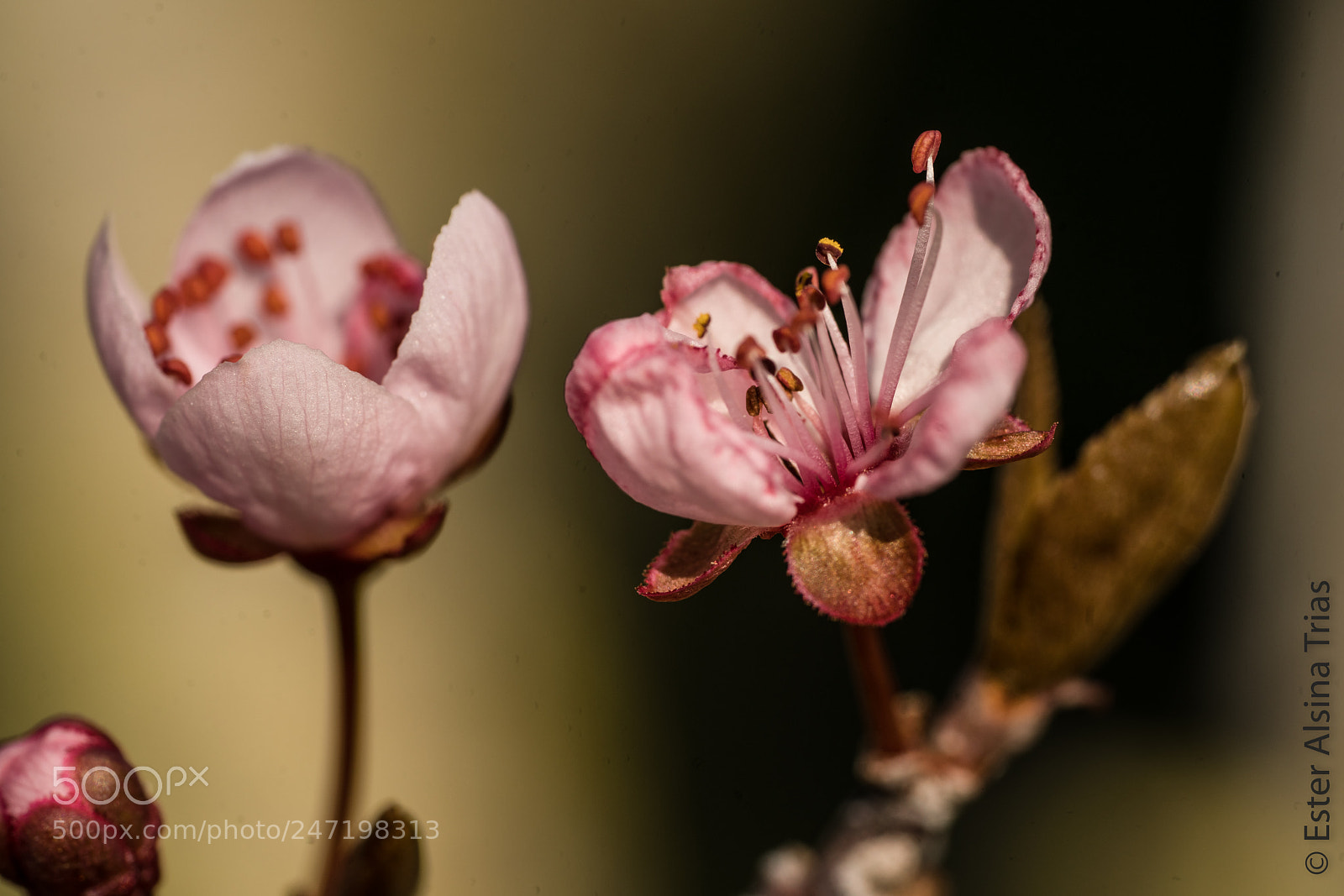 Sony a7R II sample photo. Dos flors photography
