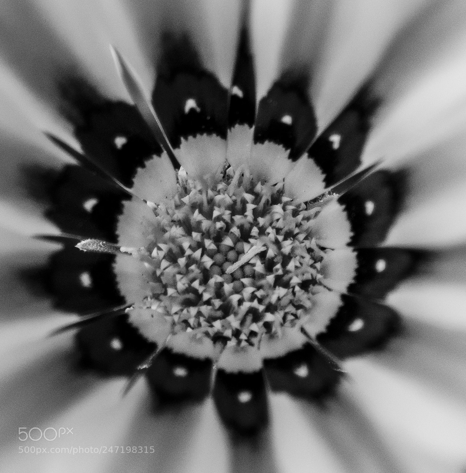 Nikon D800 sample photo. Macro flower photography, samos photography