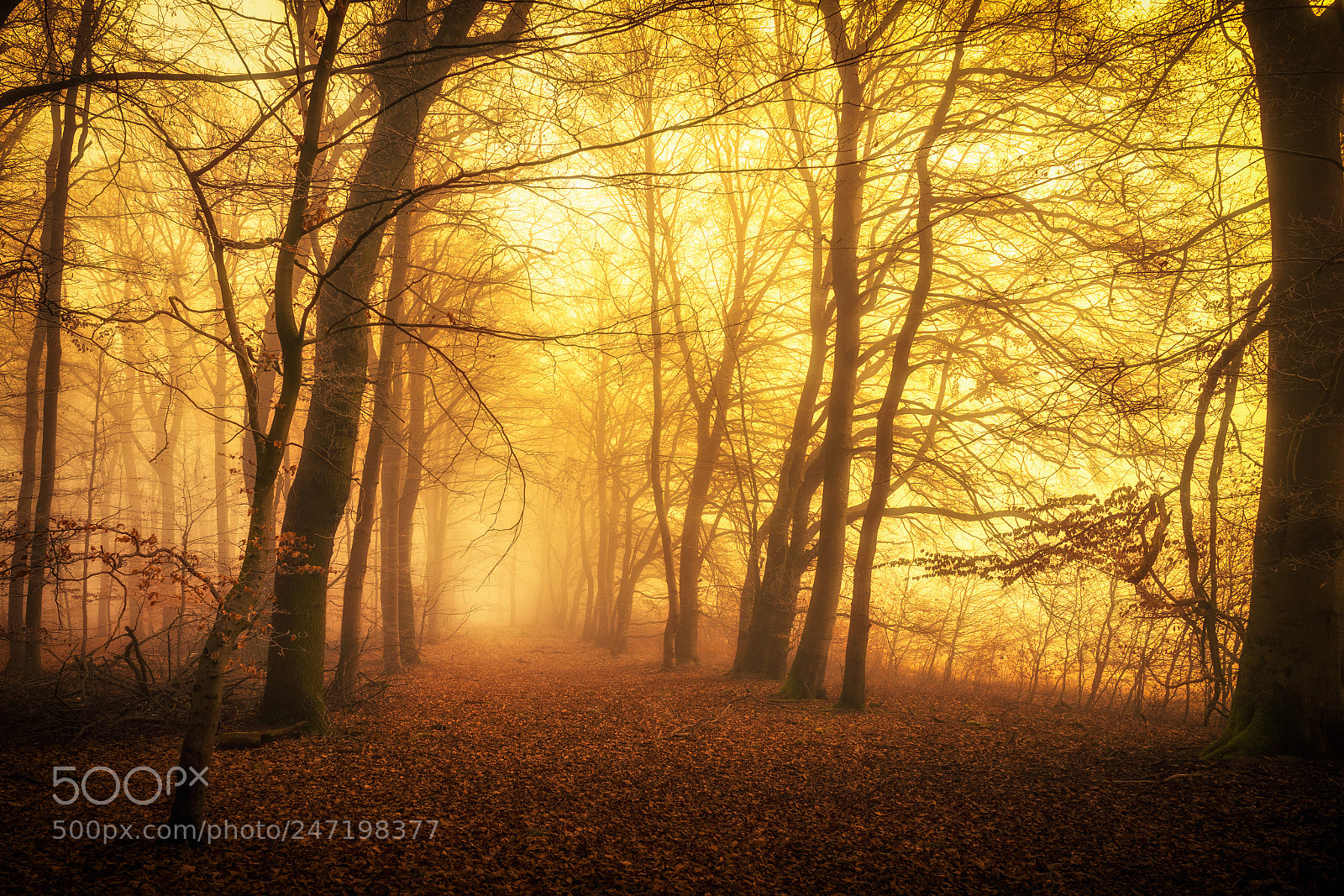 Sony a7 sample photo. Misty morning glow photography