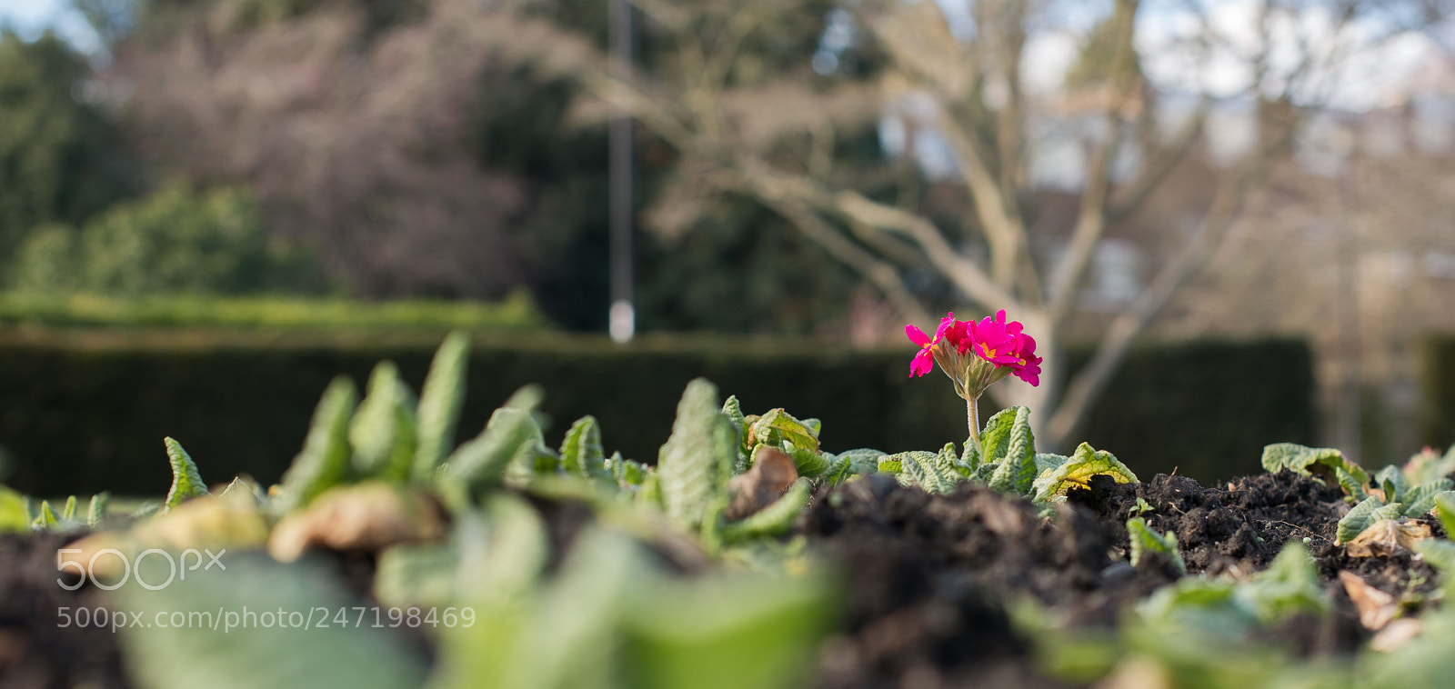 Nikon D850 sample photo. On its lonesome photography