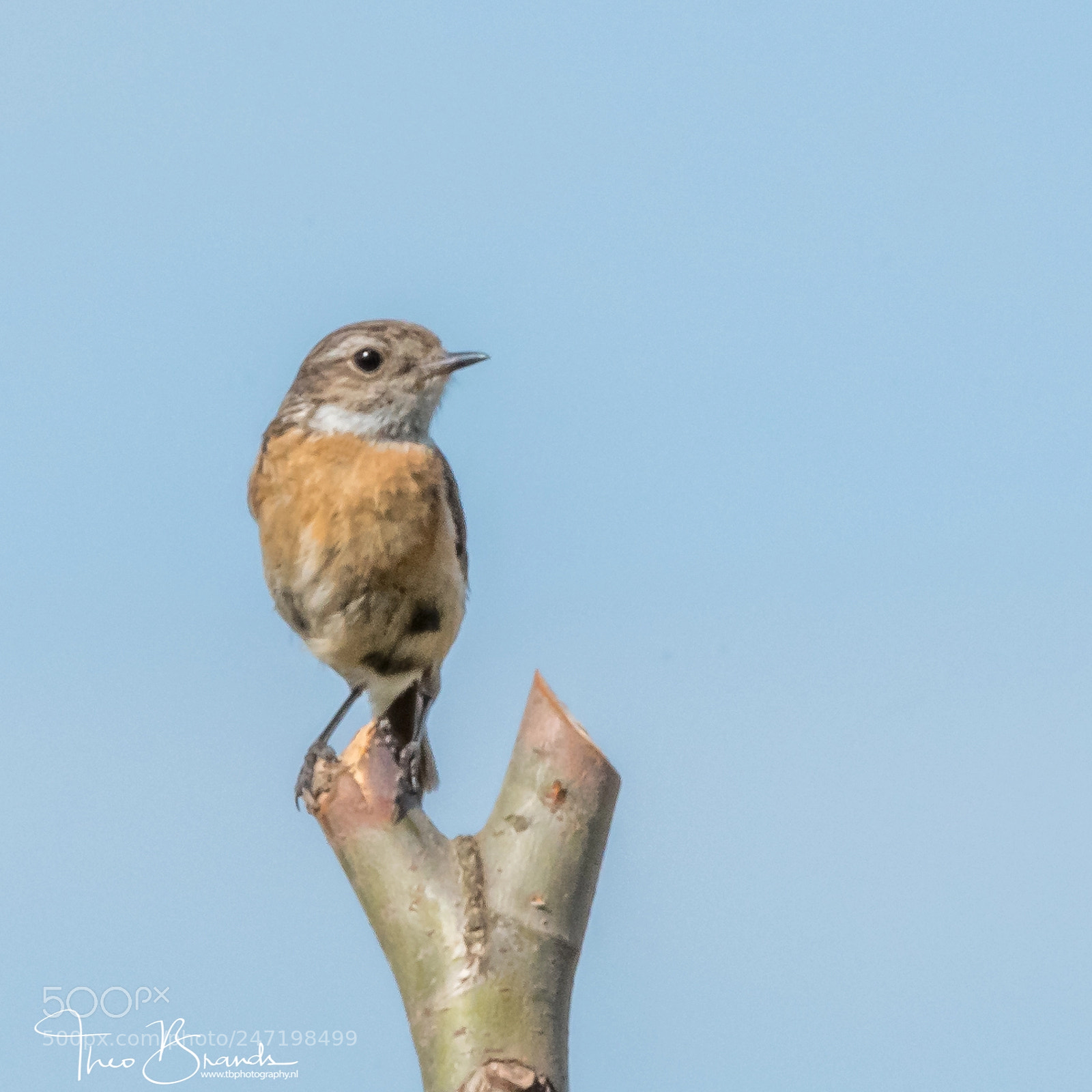 Nikon D500 sample photo. Roodborsttapuit photography