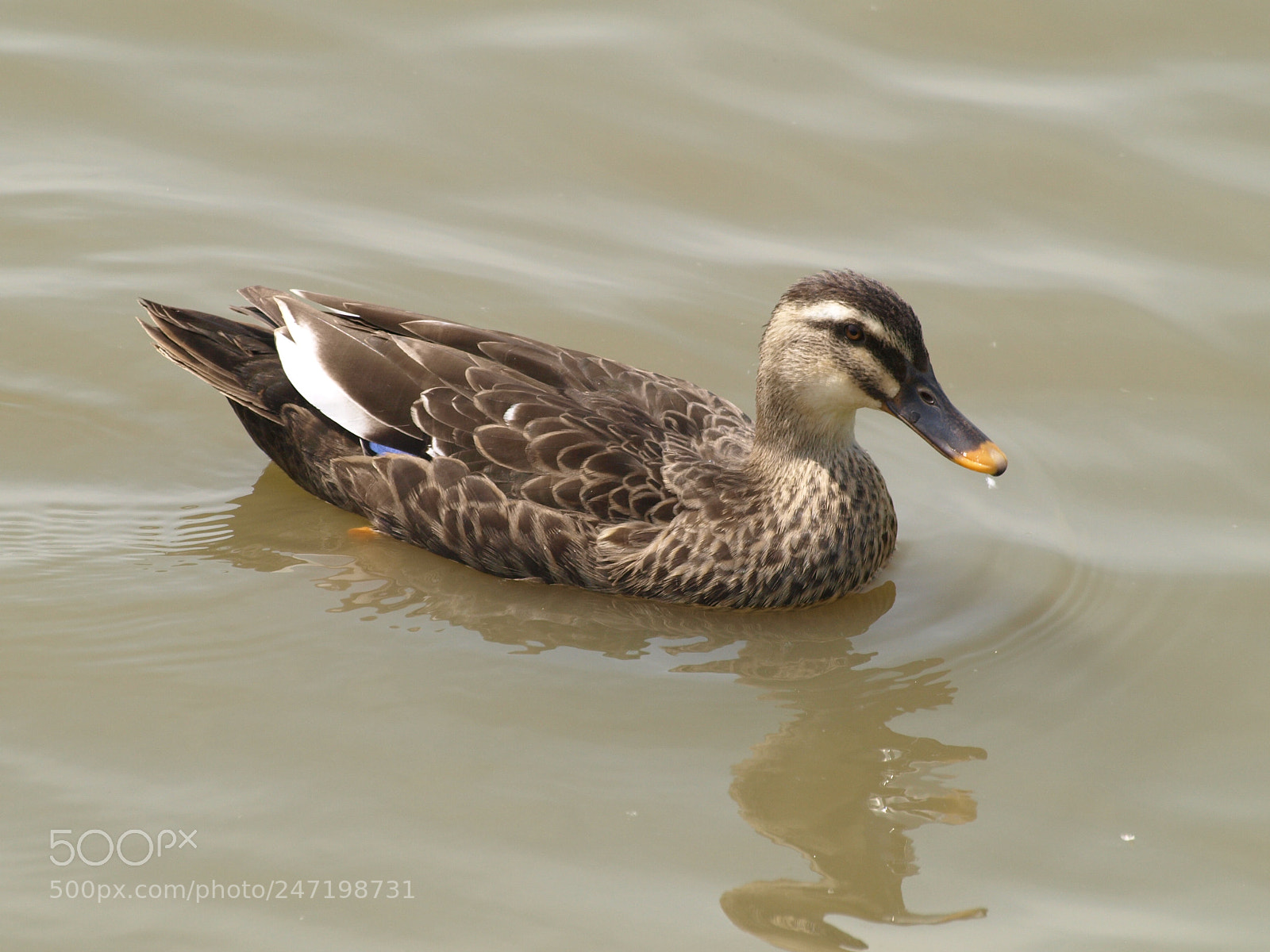 Olympus E-510 (EVOLT E-510) sample photo. Duck on water photography