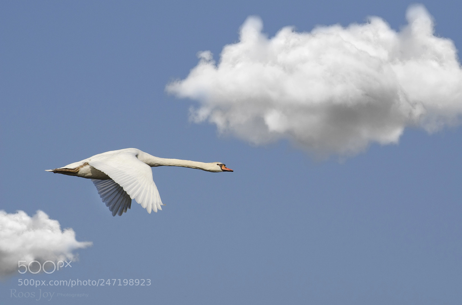Nikon D5100 sample photo. Fly by photography