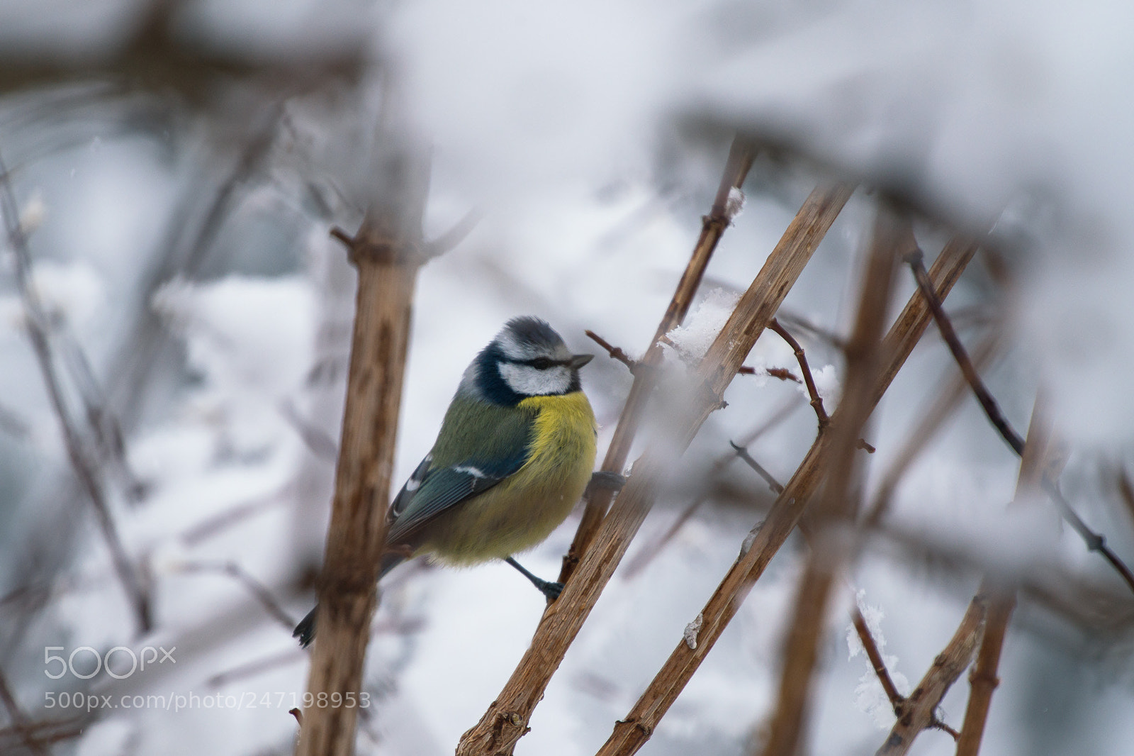 Sony a7R II sample photo. Wild bird photography