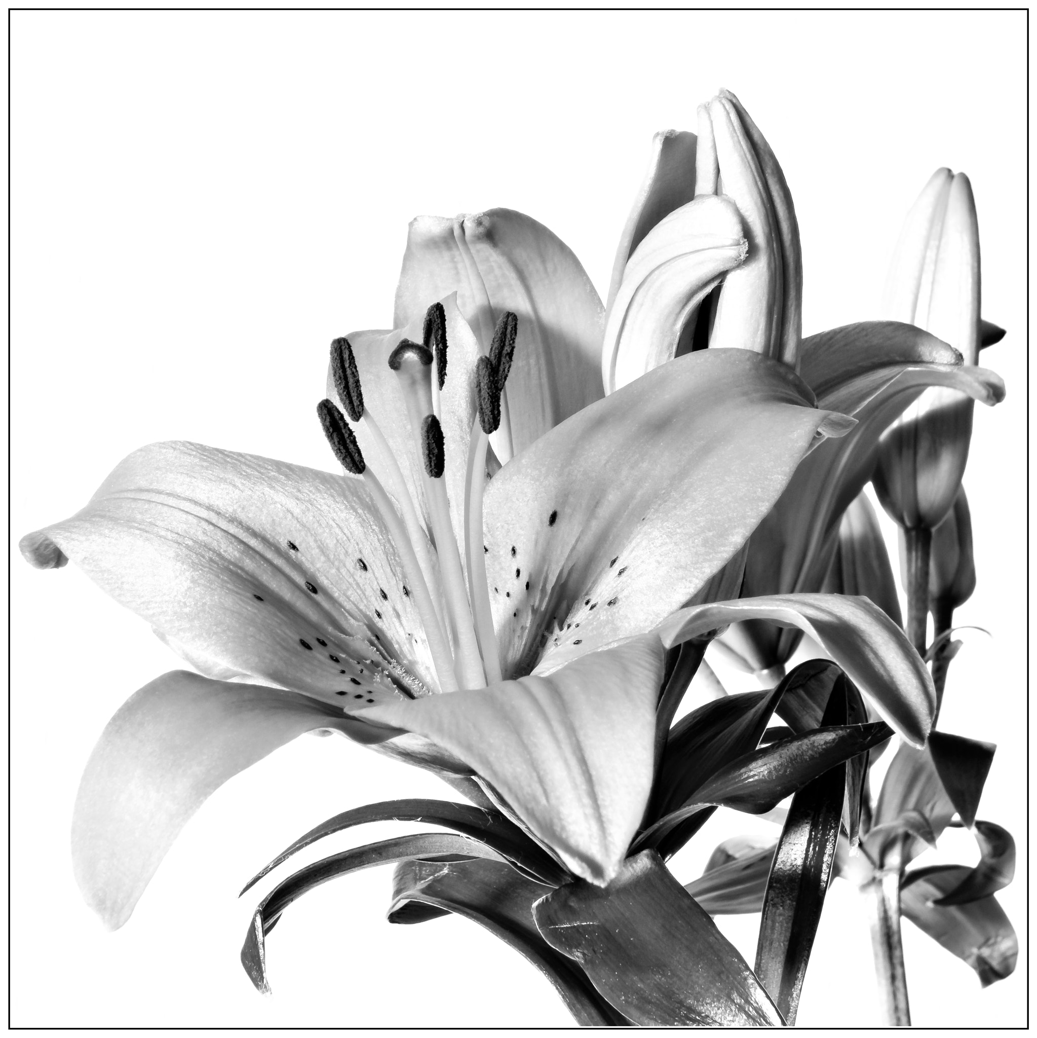 Hasselblad Stellar sample photo. Lilium photography