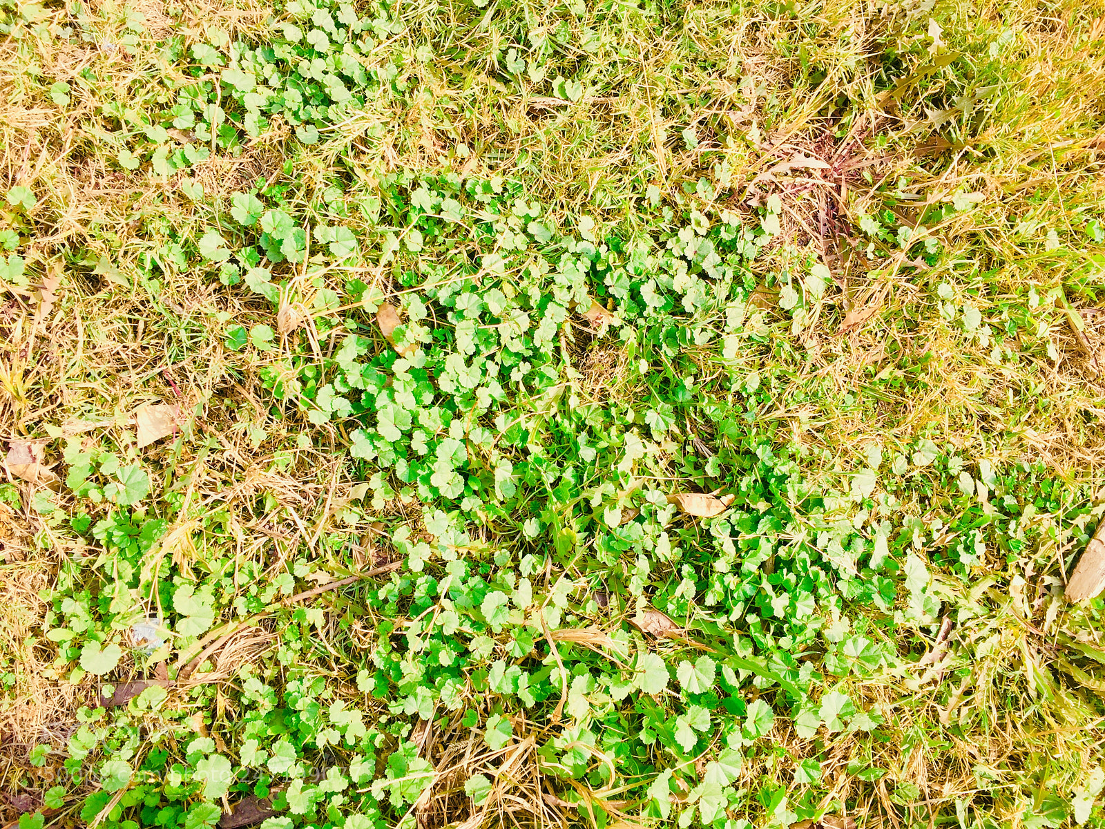 Apple iPhone 6 sample photo. Untitled photography