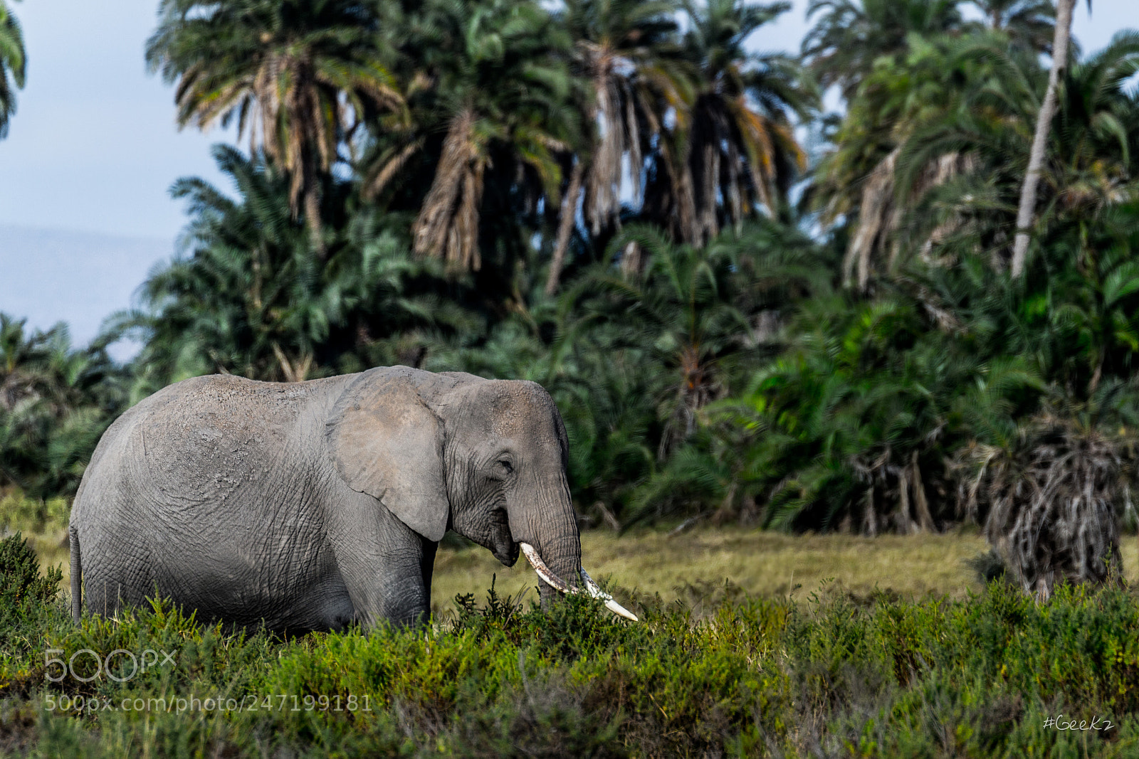 Canon EOS 100D (EOS Rebel SL1 / EOS Kiss X7) sample photo. The lonely tusker photography