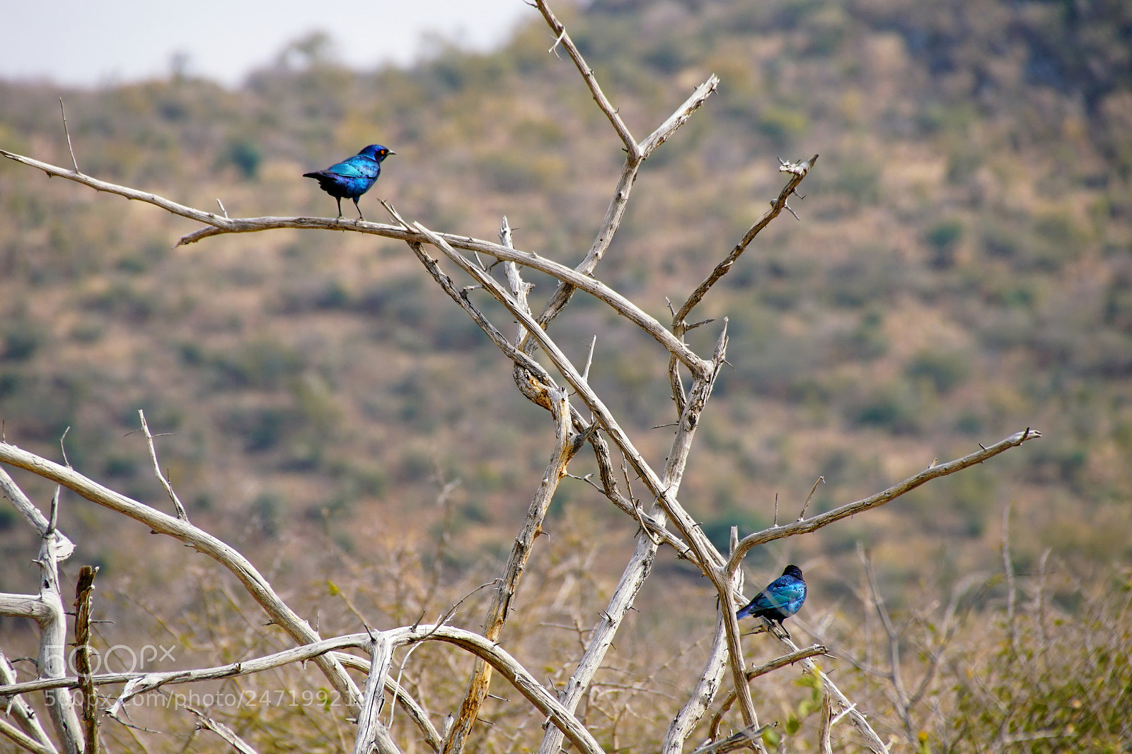 Sony a7R II sample photo. Madigwe game reserv, south photography
