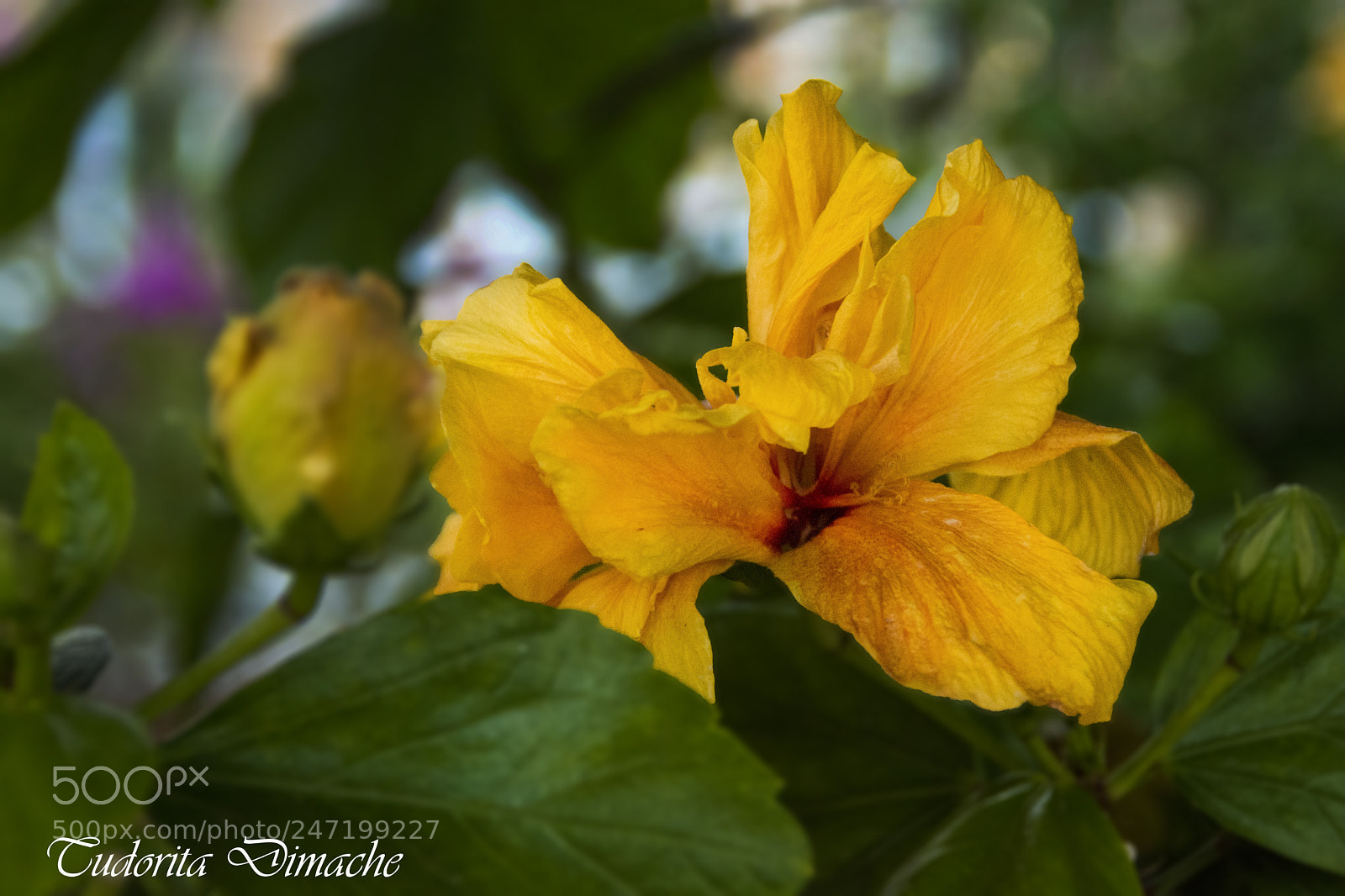 Nikon D7100 sample photo. Yellow flower photography
