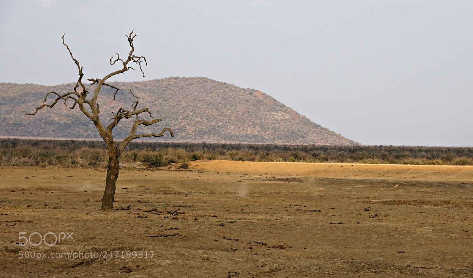 Sony a7R II sample photo. Madigwe game reserv, south photography
