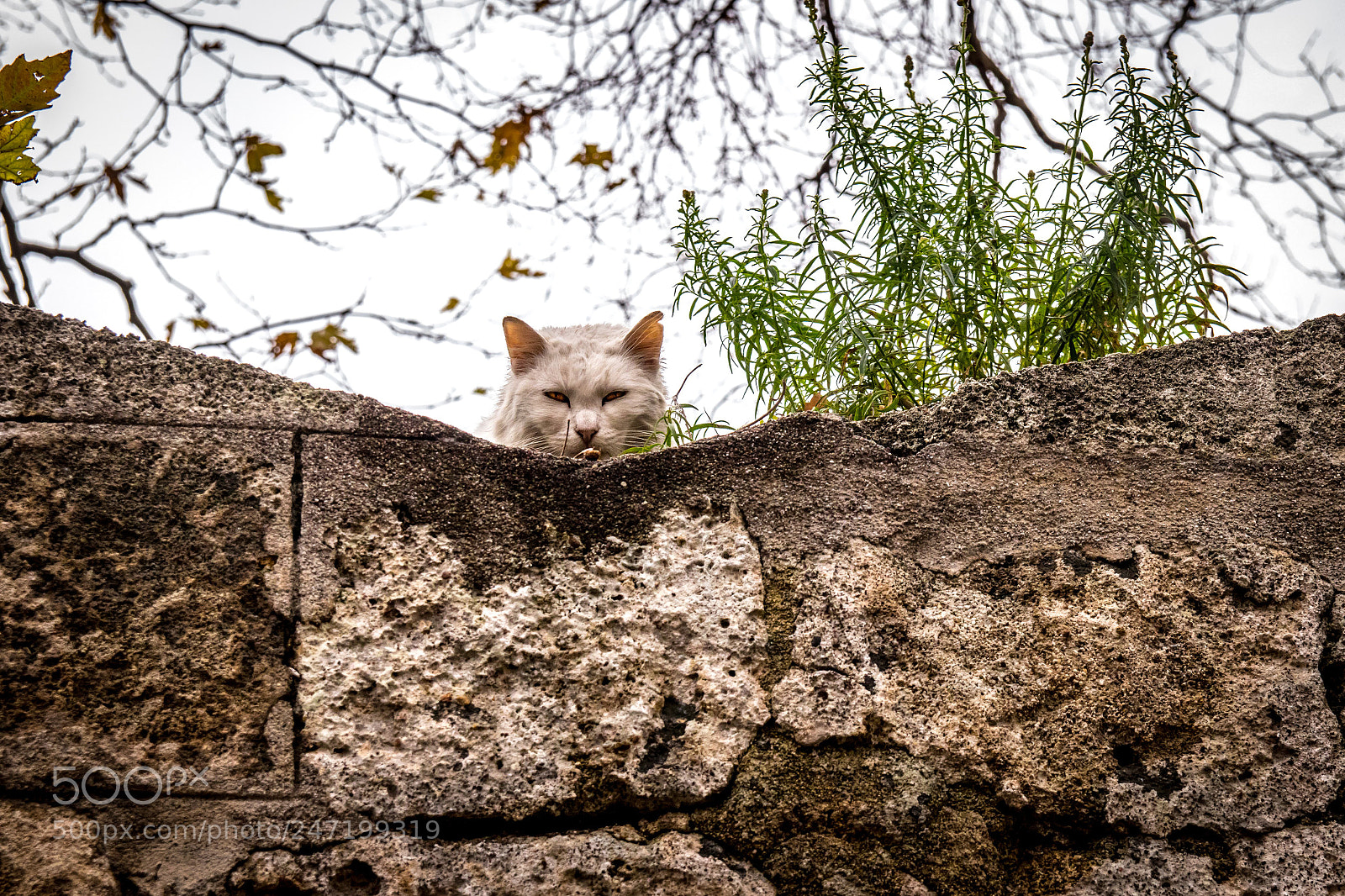 Canon EOS 80D sample photo. Cat in the wall photography