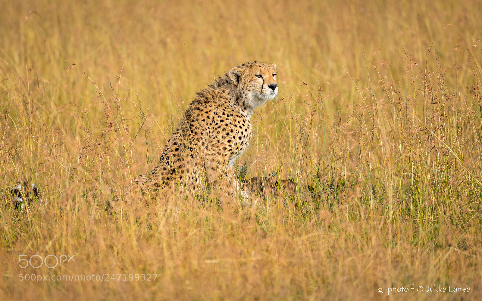 Sony a7R III sample photo. Cheetah in masai mara photography