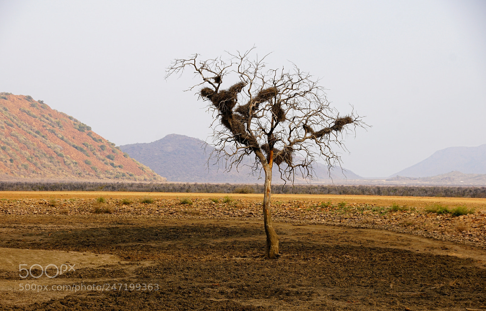 Sony a7R II sample photo. Madigwe game reserv, south photography