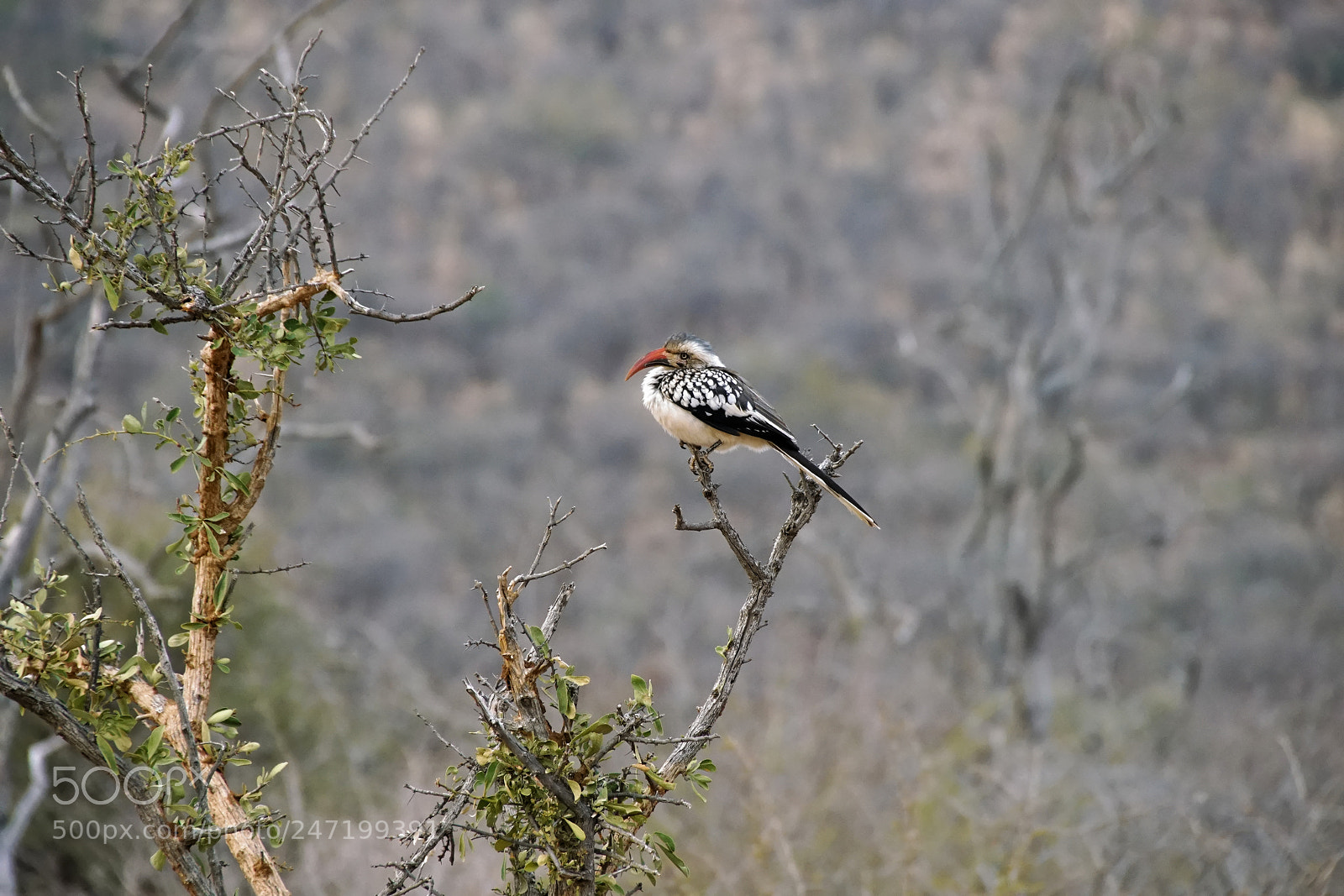 Sony a7R II sample photo. Madigwe game reserv, south photography