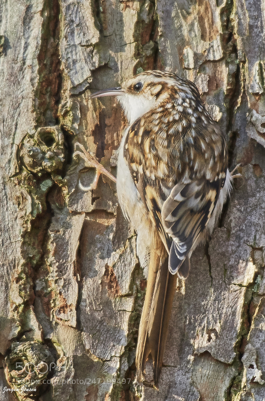 Nikon D500 sample photo. Treecreeper photography
