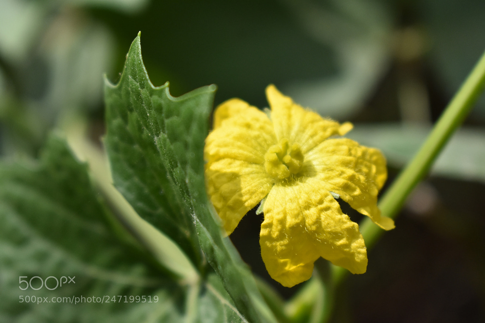 Nikon D3400 sample photo. Lovely yellow flower photography