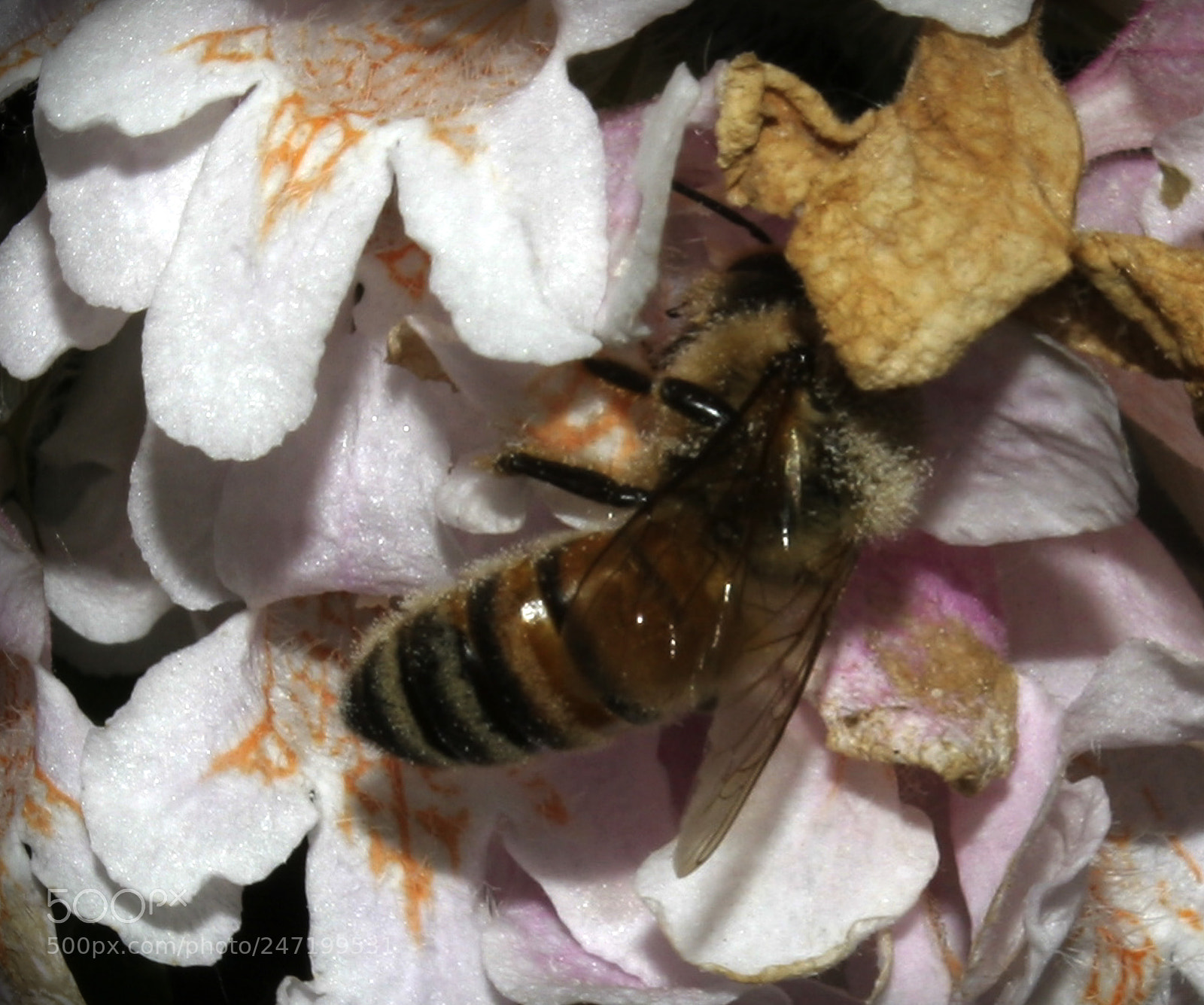 Canon EOS 20D sample photo. Untitled photography