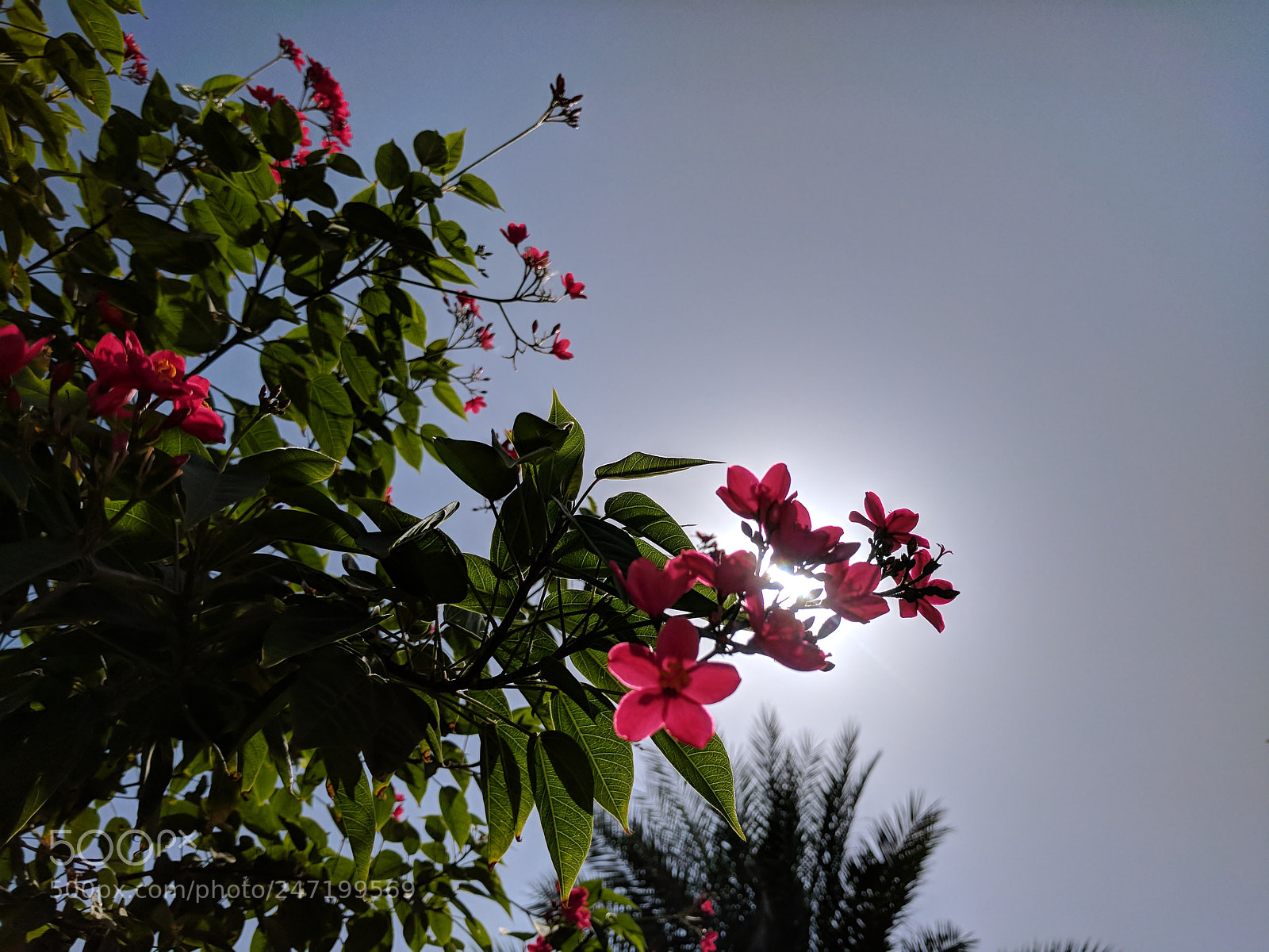 Google Pixel sample photo. Untitled photography