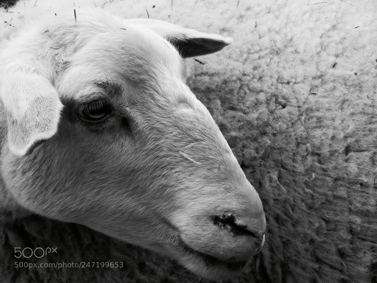 Nikon Coolpix P610 sample photo. Ewe##e photography
