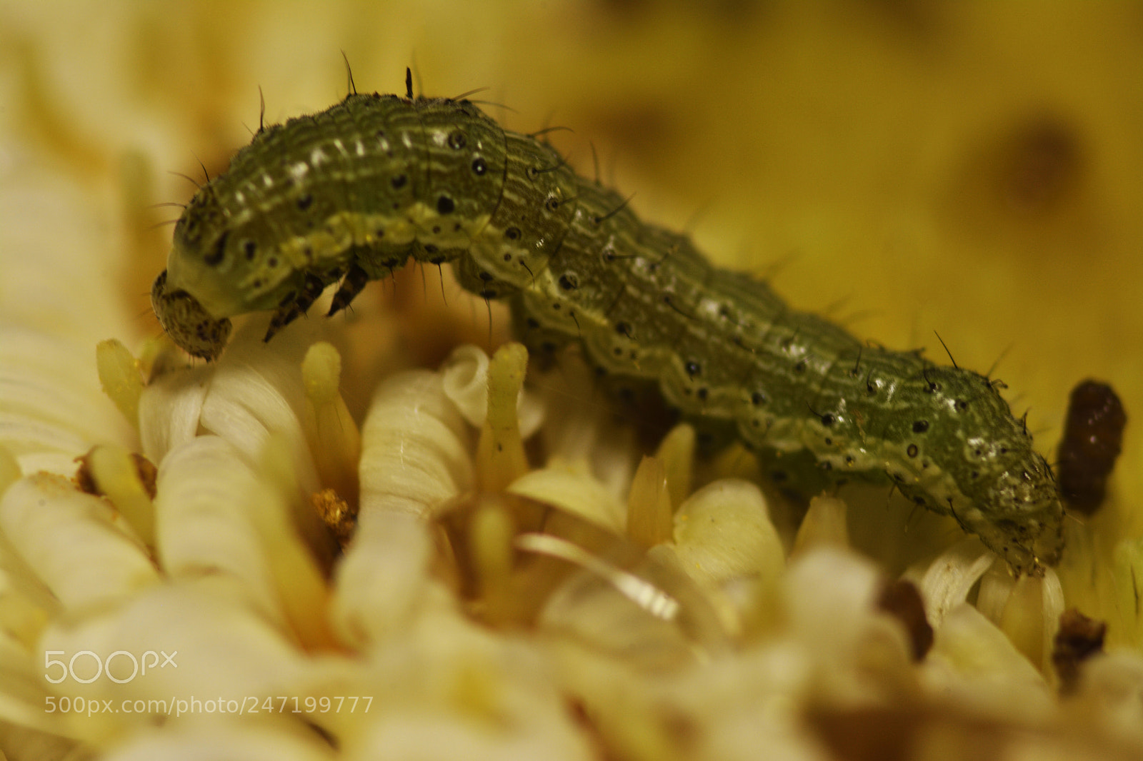 Nikon D7100 sample photo. Spodoptera verde photography