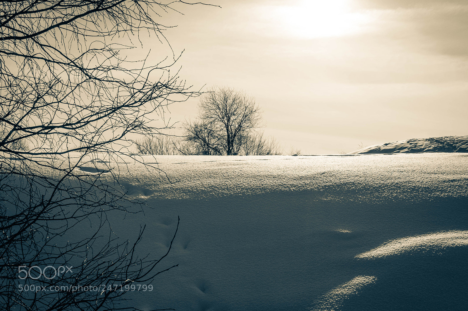 Nikon D5000 sample photo. снег photography