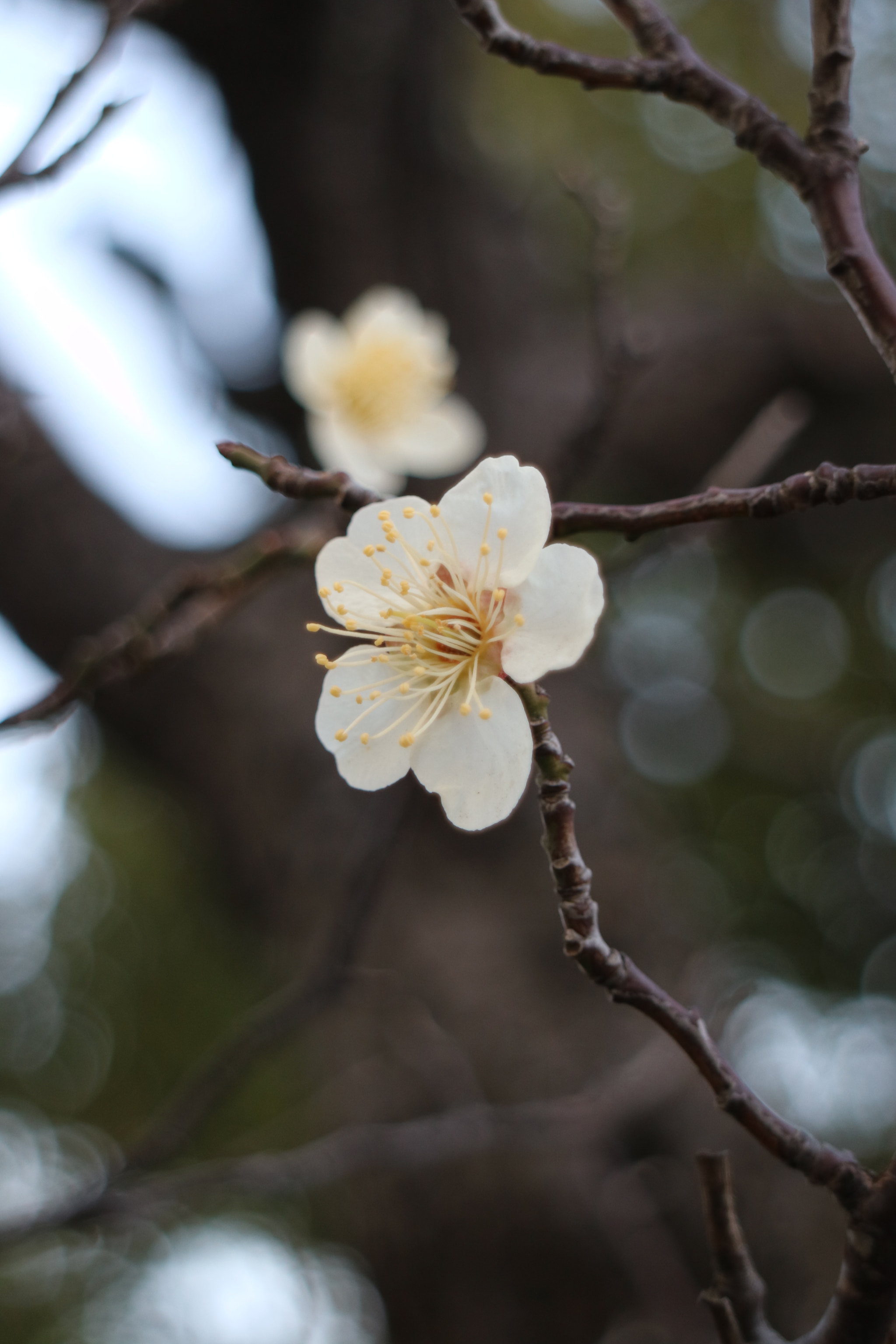 Canon EOS M3 sample photo. Early sakura photography