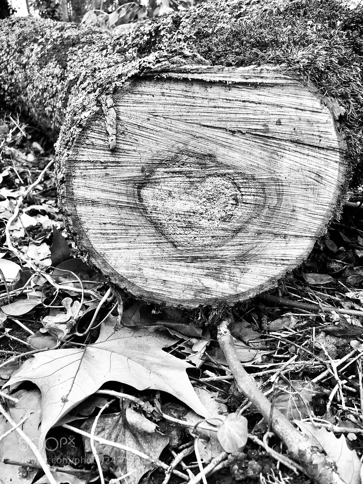 Apple iPhone 8 Plus sample photo. Love is in the photography
