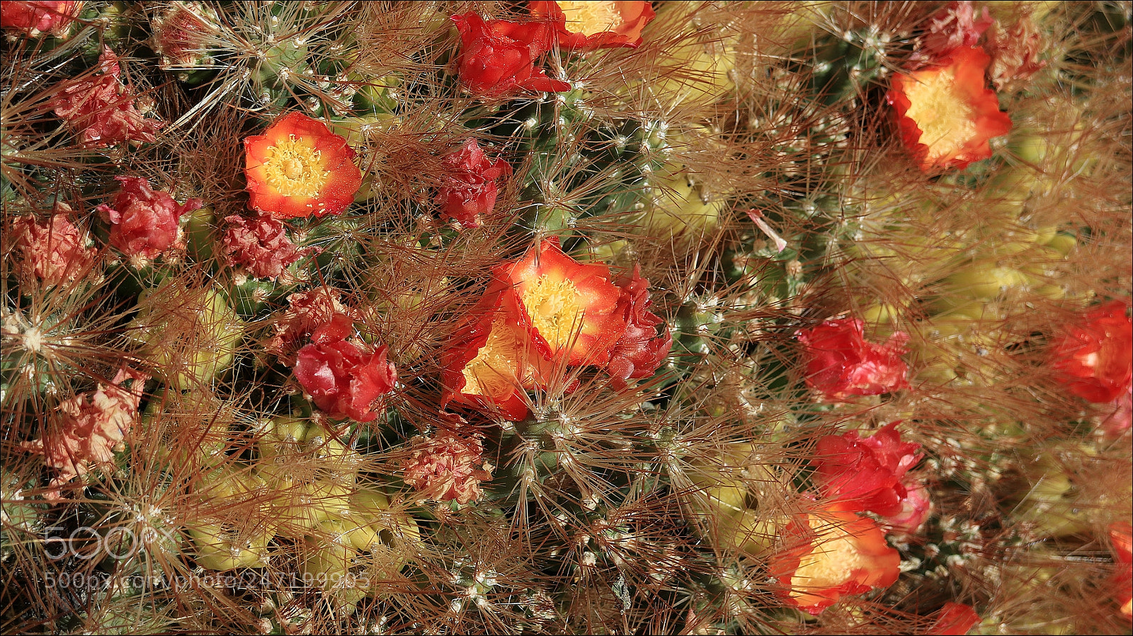 Canon EOS M5 sample photo. Cactus flower photography