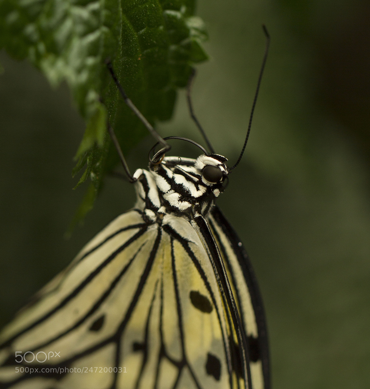 Canon EOS 7D sample photo. Butterfly photography