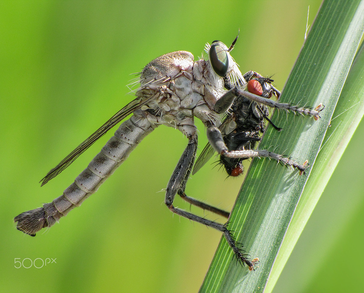 Canon PowerShot SX1 IS sample photo. Asilidae & prey photography