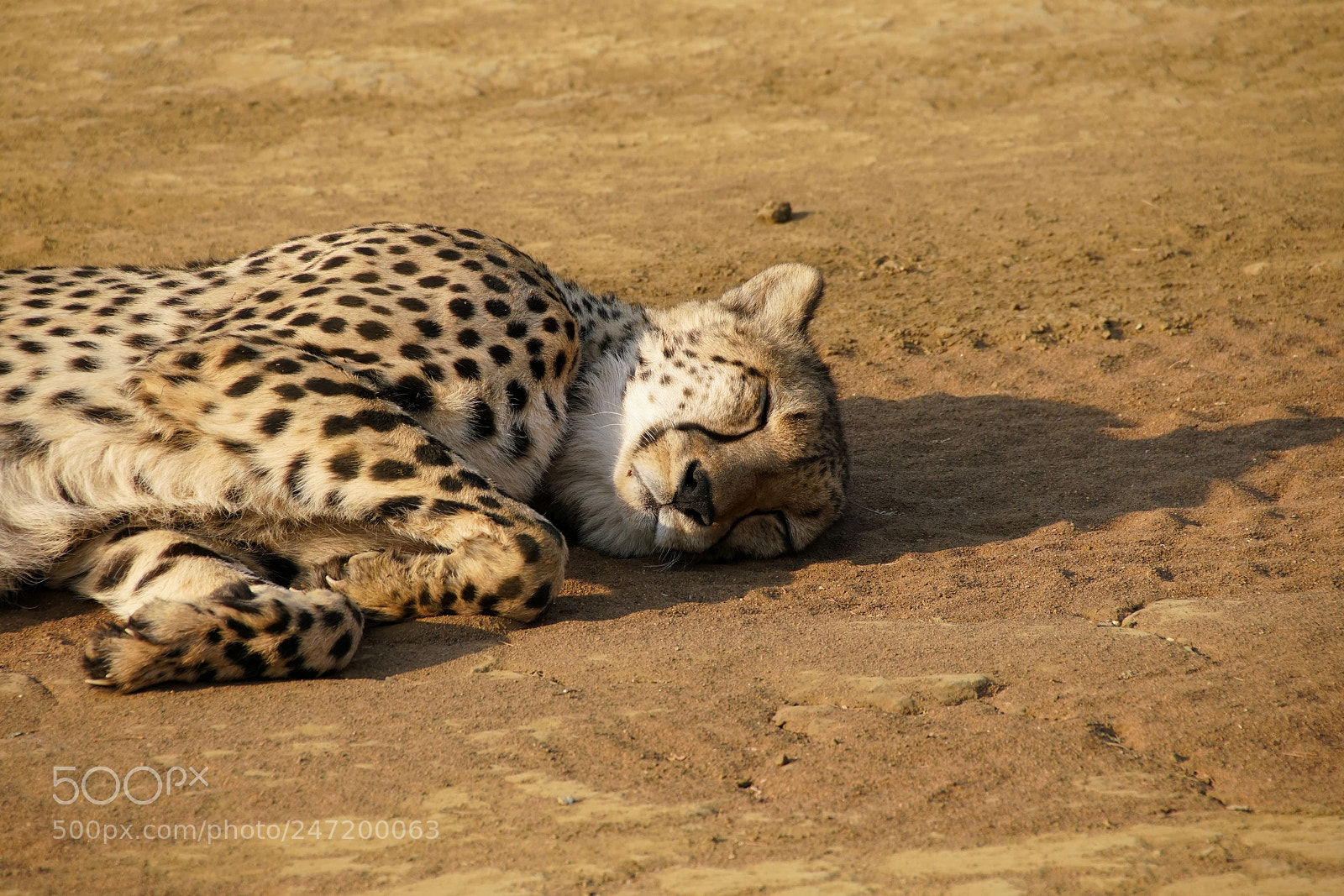 Sony a7R II sample photo. I am sleepy photography